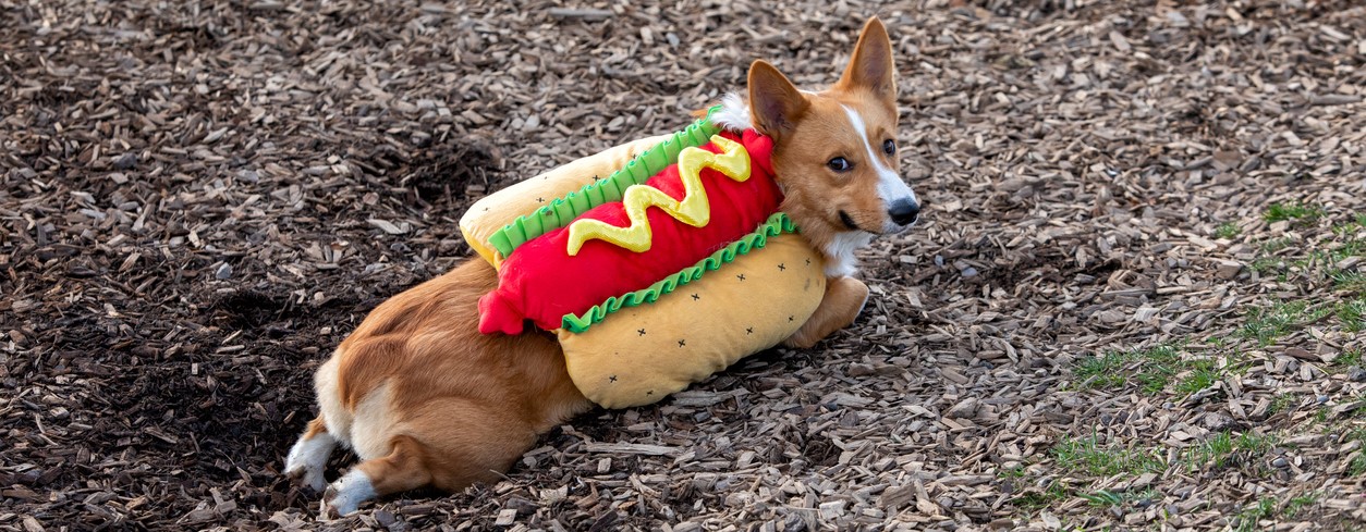 Corgi in hotdog costume