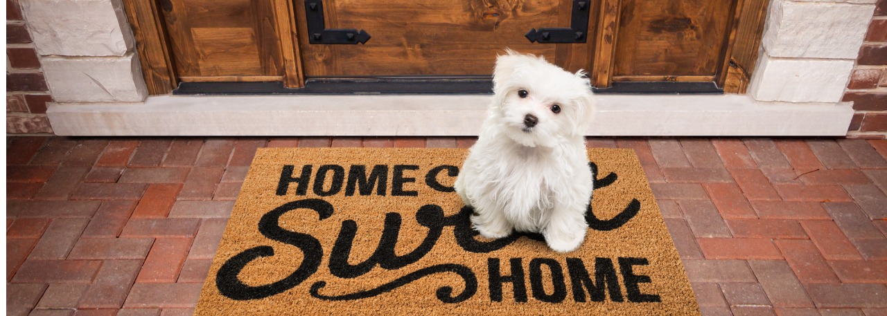 Puppy Home Sweet Home